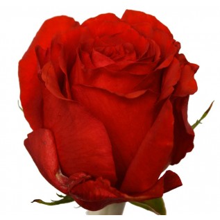Троянда Undercover rose від 25од.