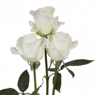 Троянда Tibet rose від 25од.