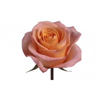 Троянда Coral reef rose від 25од. 