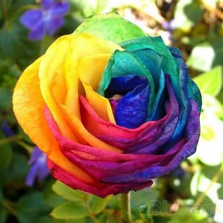Троянда Mix color rose від 25од.